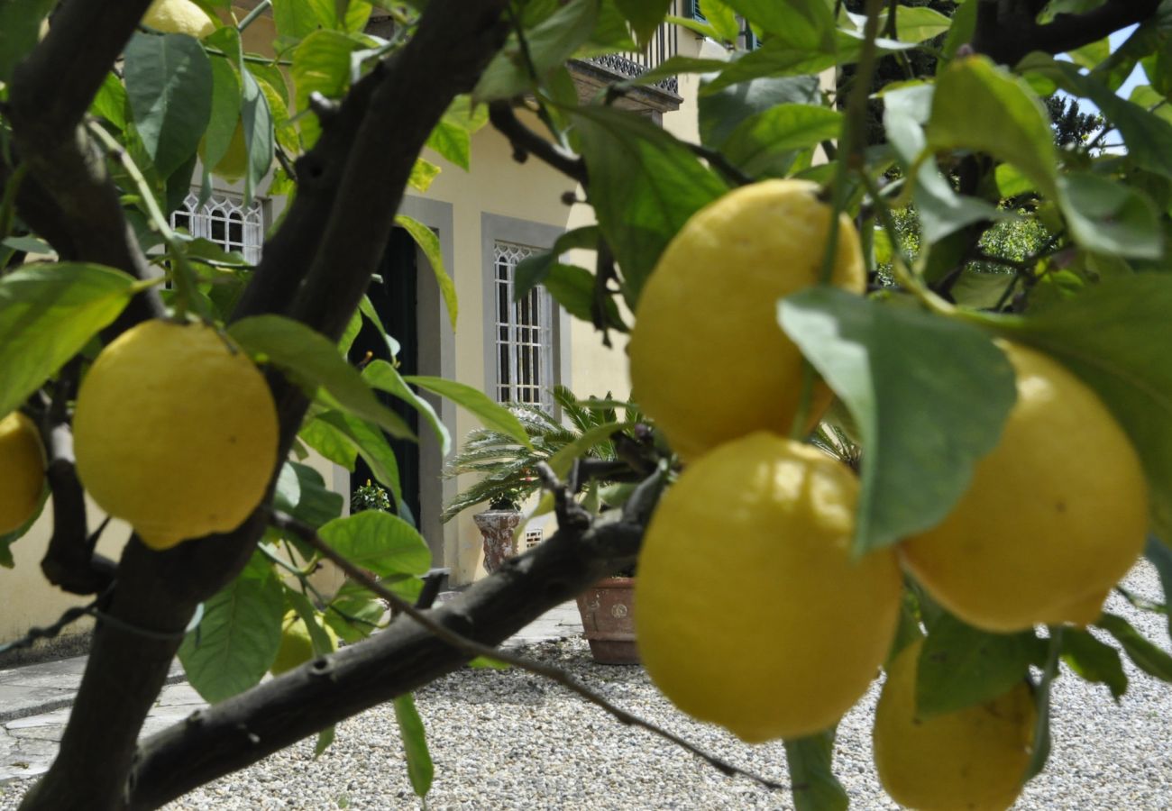 Villa in San Concordio di Moriano - Villa Moriano