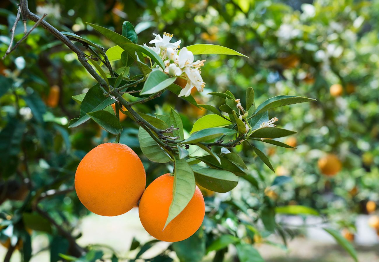 Villa in Capo d´Orlando - Villa Zenzero